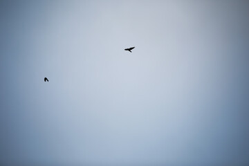 Two Birds Soaring in Clear Blue Sky Depicting Freedom and Tranquility