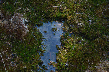 Calm small puddle surrounded by vibrant moss during a sunny day in nature