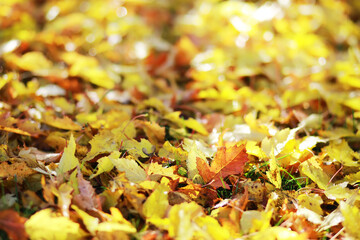 Bright Autumn Leaves on Ground with Sunlight - Vibrant Fall Foliage