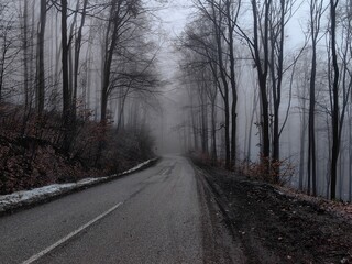 Old road through beautiful foggy forest on winter morning