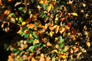 Colorful Autumn Leaves and Black Berries on Bush in Sunlight