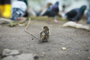 Sparrow Alone on Ground with Blurry Pigeons in Background on a Cloudy Day
