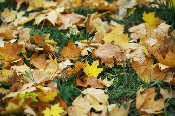 Colorful Autumn Leaves on Grass Background - Vibrant Fall Foliage in Nature