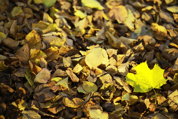 Bright Yellow Autumn Maple Leaf Amidst Brown Fall Foliage Outdoors