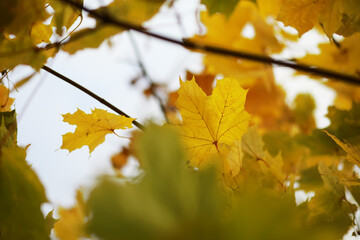 Golden Autumn Leaves on Branches Against a Clear Sky - Nature's Tranquil Beauty