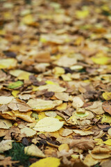 Golden Autumn Leaves Covering the Ground in a Forest