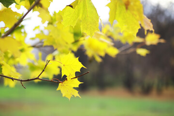 Autumn Leaves on Tree Branch with Soft Focus Background in Early Fall Season