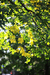 Sunlit Yellow Leaves on Green Tree Branch in a Summer Forest