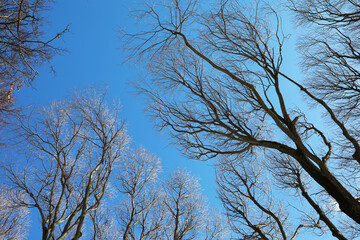 Bare Winter Trees Against Clear Blue Sky Offering Serenity and Natural Beauty in Winter Landscape Photography