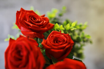Close-Up of Vibrant Red Roses with Lush Green Leaves Against Blurred Background