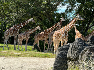 Obraz premium Giraffes Miami Zoo United States