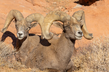Desert Bighorn Sheep Rams in Nevada