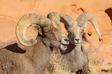 Desert Bighorn Sheep Rams in Nevada