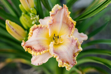 Fototapeta premium Pale pink with red and yellow daylily in the garden
