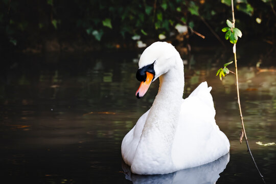 Primo piano di un cigno bianco su uno stagno
