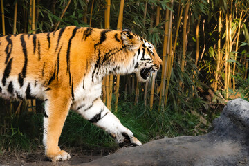 Tigre che passeggia con zampa protesa in avanti
