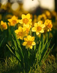 Obraz premium yellow daffodils in spring, daffodils in the garden, Daffodils shining in the sun