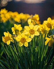 Fototapeta premium yellow daffodils in spring, daffodils in the garden, Daffodils shining in the sun