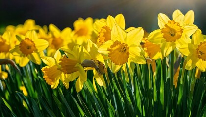 Fototapeta premium yellow daffodils in spring, daffodils in the garden, Daffodils shining in the sun