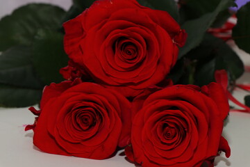 Red and white roses isolated on white background. Festive bouquet of fragrant roses. Gift for your beloved girl. Flowers that embody love
