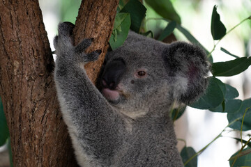 Magnetic Island, Australien – Tropisches Paradies mit goldenen Stränden, wilden Koalas und atemberaubenden Sonnenuntergängen