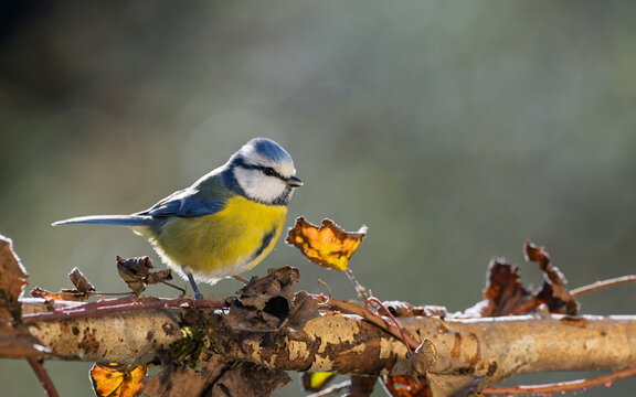 Blue tit perched on a branch with a blurred bokeh background.