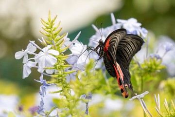 A Stunning Butterfly Resting Gracefully on Vibrant Flowers within Its Natural Habitat
