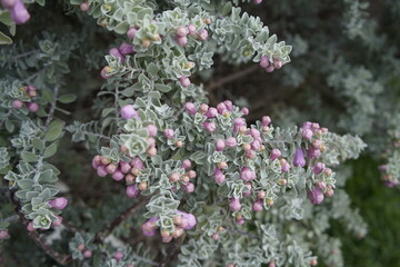Leucophyllum frutescens is a shrub in the figwort family native to Texas and Mexico. Fortaleza Cear&aacute;, Brazil.