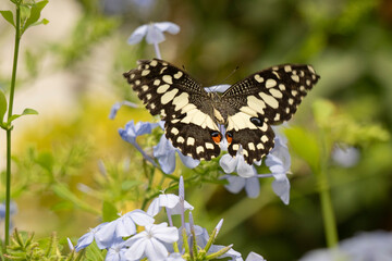 A butterfly rests on a vibrant flowery background, showcasing natures artful splendor