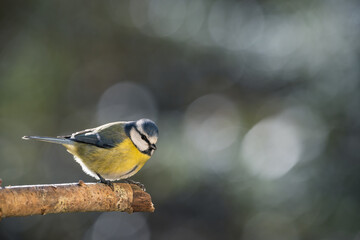 Blue tit perched on a branch with a blurred bokeh background.