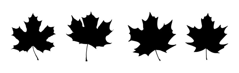 isolated maple leaves collection