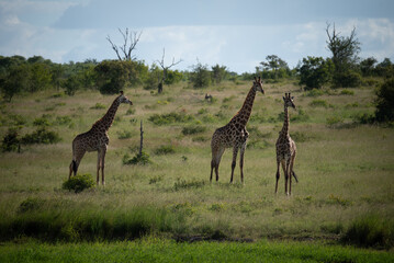 giraffe in the savannah