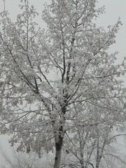snow covered tree
