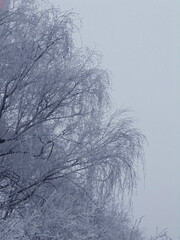 tree in winter