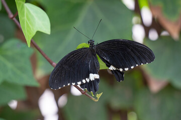 An elegant Black Butterfly gracefully perched on vibrant Green Leaves amidst nature