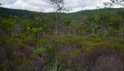 Obraz premium Spring Savanna Flowers