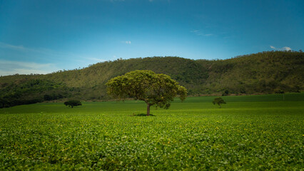 Fototapeta premium Soybean Plantation