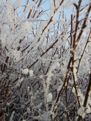 snow covered branches