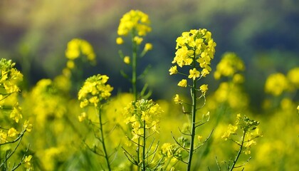 Obraz premium yellow mustard flowers, field of mustard flowers, mustard, blossoms of oilseed, green yellow plants, yellow blossoms, blurred background