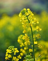 Obraz premium yellow mustard flowers, field of mustard flowers, mustard, blossoms of oilseed, green yellow plants, yellow blossoms, blurred background