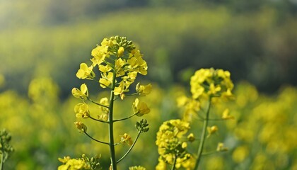 Obraz premium yellow mustard flowers, field of mustard flowers, mustard, blossoms of oilseed, green yellow plants, yellow blossoms, blurred background