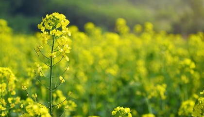 Obraz premium yellow mustard flowers, field of mustard flowers, mustard, blossoms of oilseed, green yellow plants, yellow blossoms, blurred background