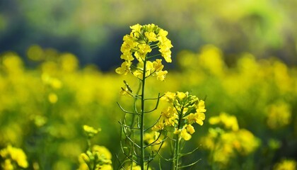Obraz premium yellow mustard flowers, field of mustard flowers, mustard, blossoms of oilseed, green yellow plants, yellow blossoms, blurred background