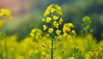 Obraz premium yellow mustard flowers, field of mustard flowers, mustard, blossoms of oilseed, green yellow plants, yellow blossoms, blurred background