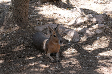 Patagonian mara lying quietly under the shade of a tree in the hot summer. Dolichotis patagonum.