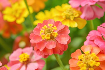 vibrant pink and yellow blossoms in soft focus garden setting with bright bokeh background exuding cheerful warmth concept of floristry, gardening, event styling
