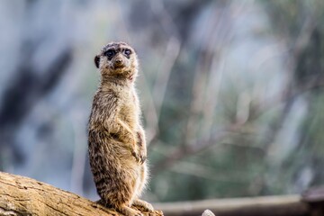 A Curious Meerkat is Standing Alert, Observing its Environment in the Natural World