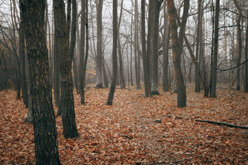 Trees in Autumn Colors, Woodland Scene