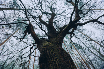 Old Big Tree in the Forest