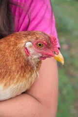 Closeup of chicken being held by a girl